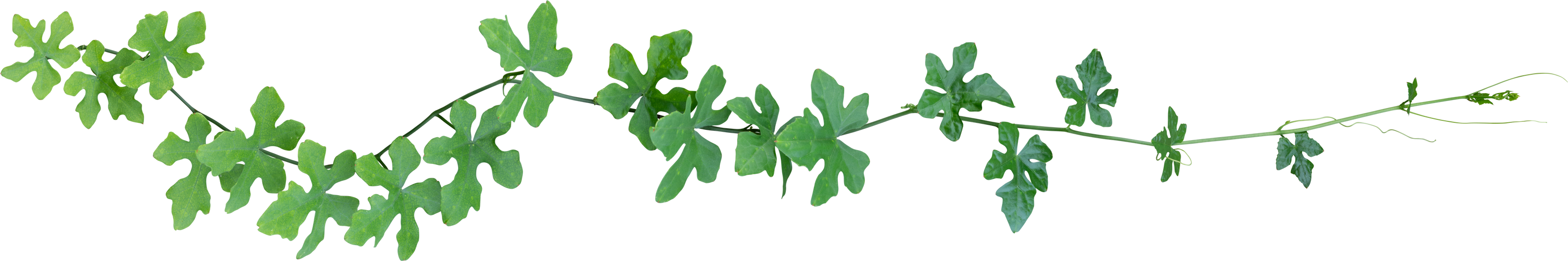 Vine Plant, Green Leaves Transparent